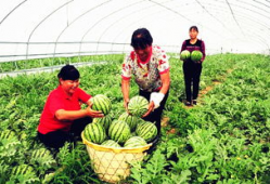 临夏吃瓜最新事件爆料,揭秘背后惊人真相，网络热议持续升温