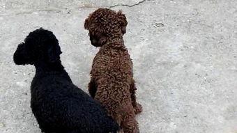 配狗视频,跟随镜头，见证狗狗们的欢乐时光